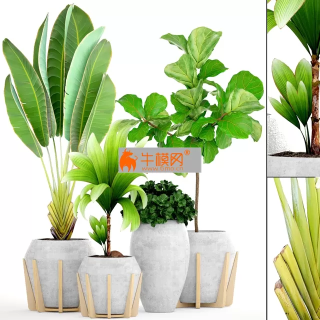 Collection of plants 147.Tropical plant – 5680