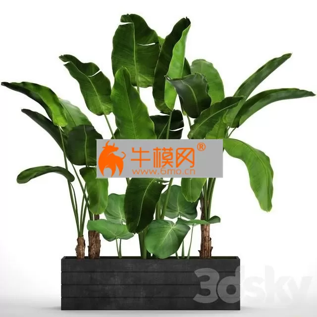 Collection of plants 73. Tropical plants – 5684