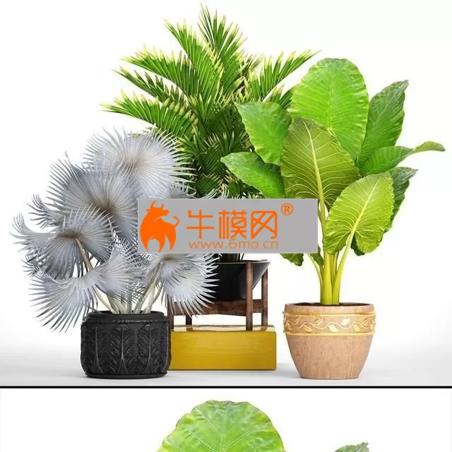 Collection of plants 91 – 5686