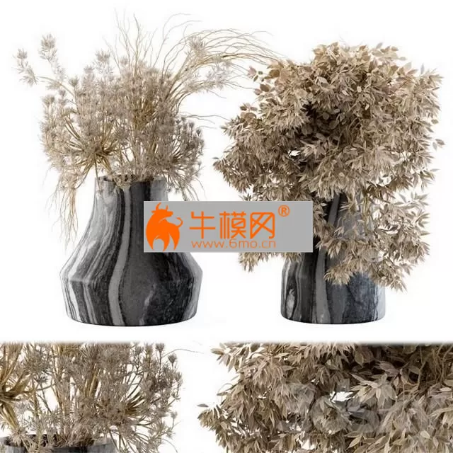 Dry plants 14 – 5697