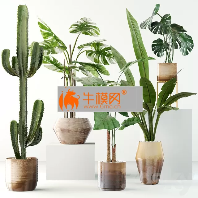 Exotic plant collection 04 – 5699