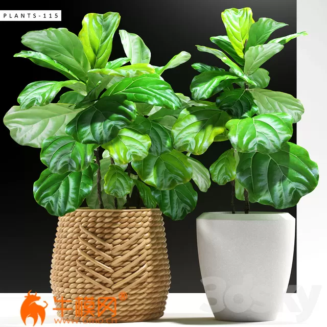Ficus plants 115 (max) – 5701