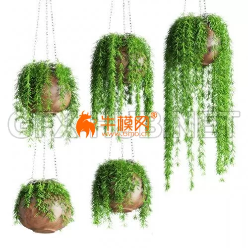Hanging plants in pots – 5705