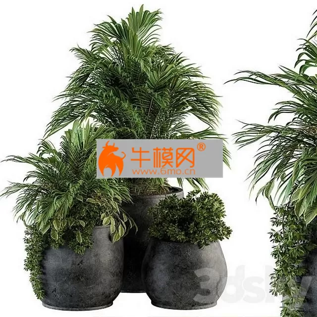 Indoor Plant Set 113 E Black Pot – 5710