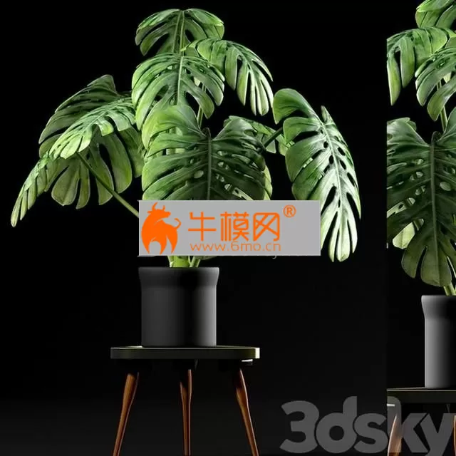 Monstera Plants 50 – 5716