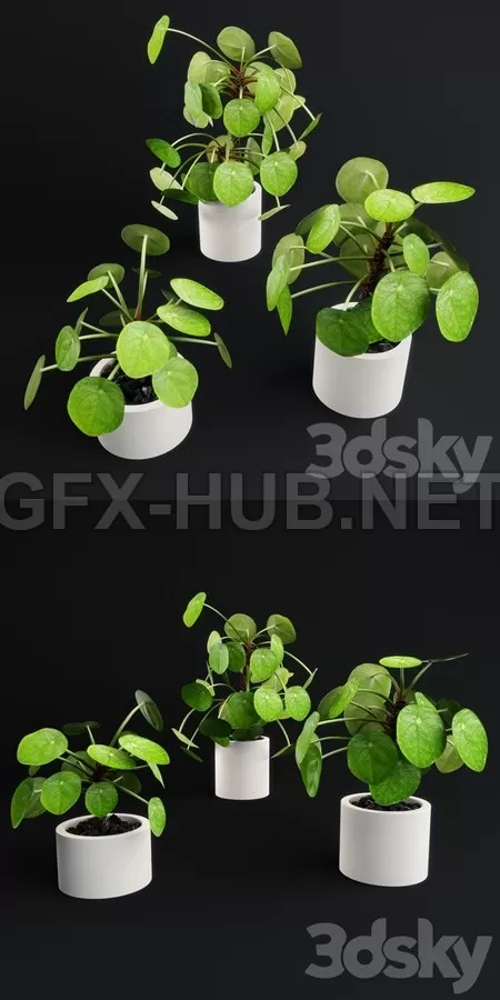 Pilea Peperomioides E Chinese money plant – 5725