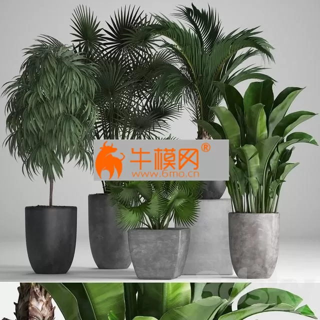 Plant collection 258 – 5737