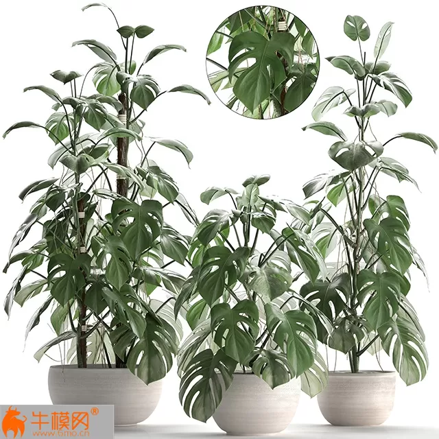 Plant collection 262 – 5739