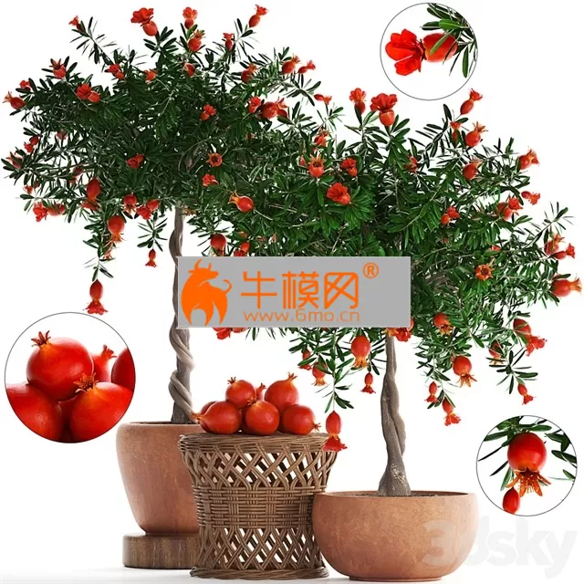 Plant Collection 264. Pomegranate – 5740