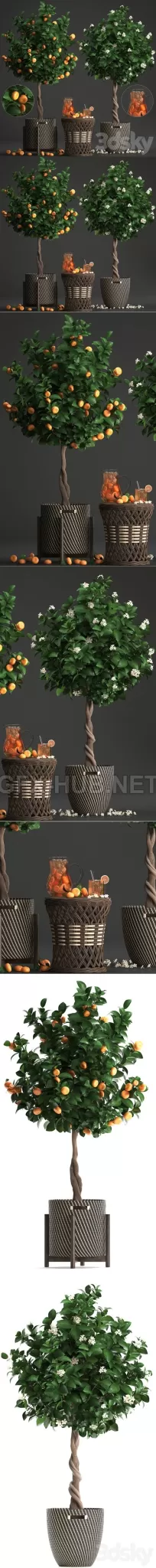 Plant collection 267 Citrus mandarin – 5742