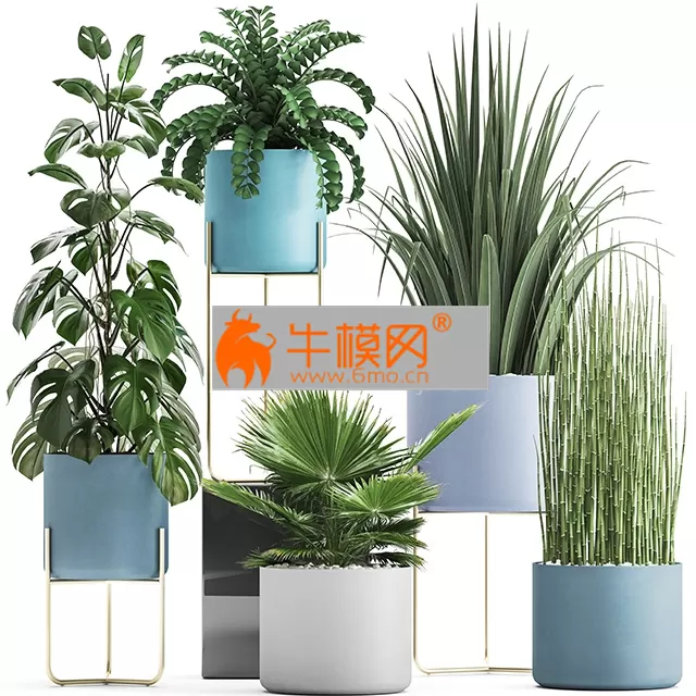 Plant collection 281 – 5743