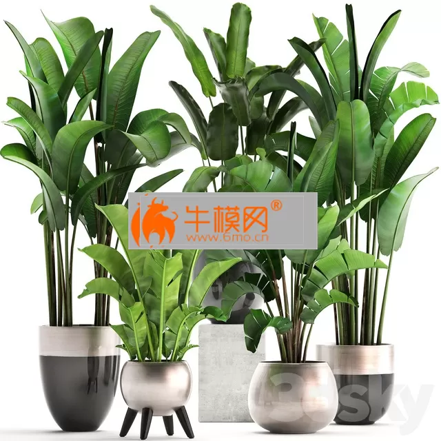 Plant collection 308 – 5746