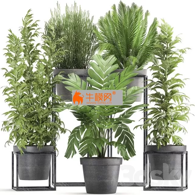 Plant collection 317 – 5747