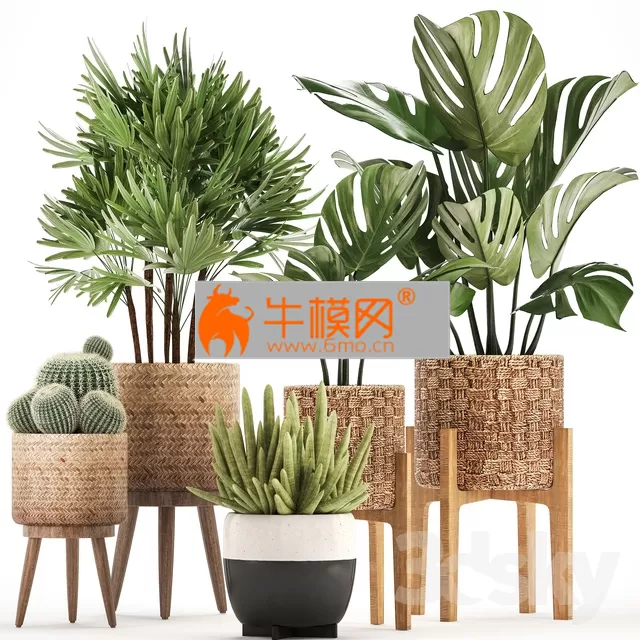 Plant collection 321 – 5748