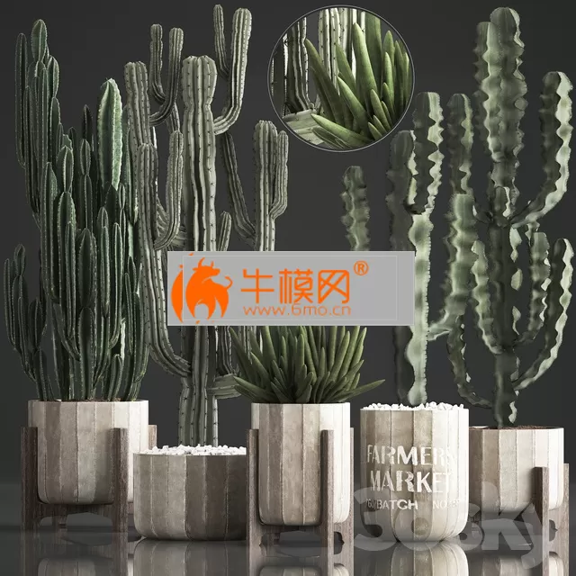 Plant Collection 374 – 5749