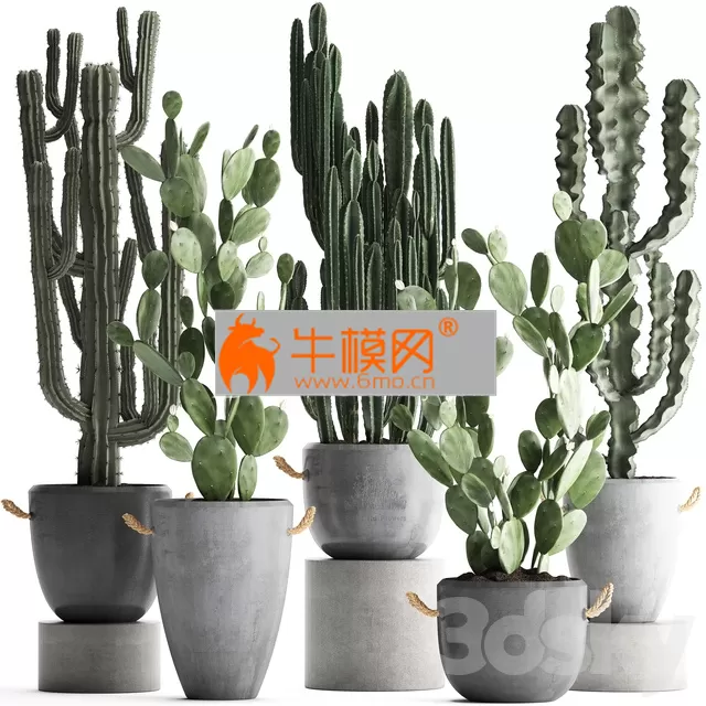 Plant Collection 386 – 5750