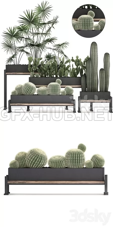 Plant Collection 462 – 5753