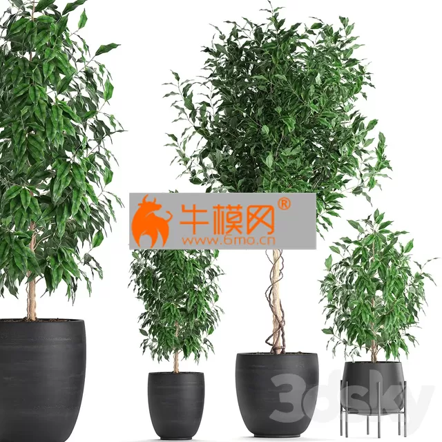 Plant Collection 553 – 5754