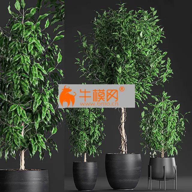 Plant collection 553 in black pots – 5755