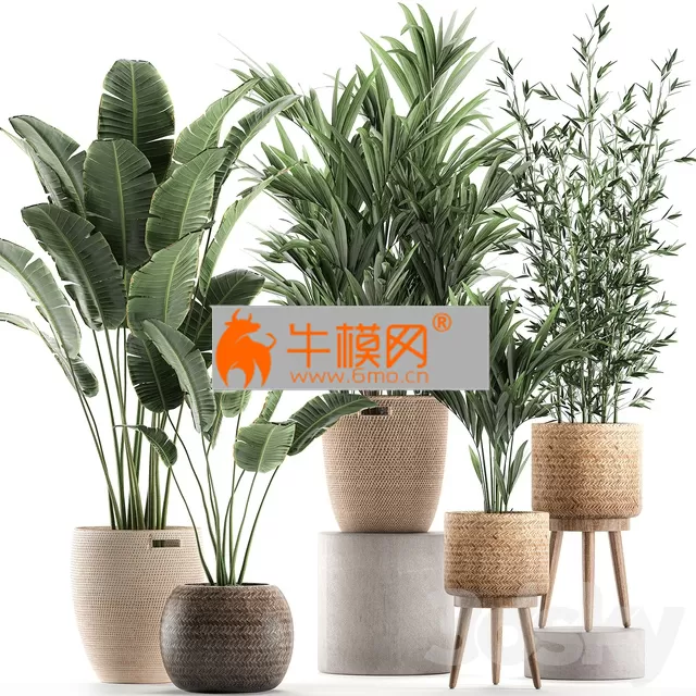 Plant Collection 600 – 5756