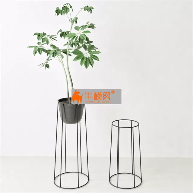 Plant Ficus Norm Architects – 5762