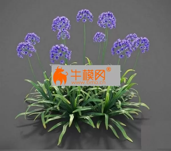 Plants Agapanthus – 5795
