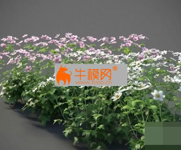 Plants Anemone Hybrida – 5797