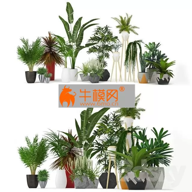 Plants Collection – 5798