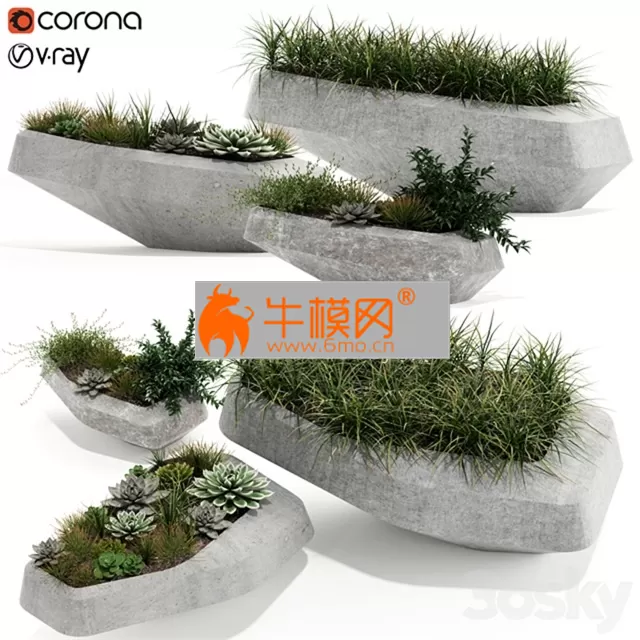 Plants collection 132 indigenus steen – 5800