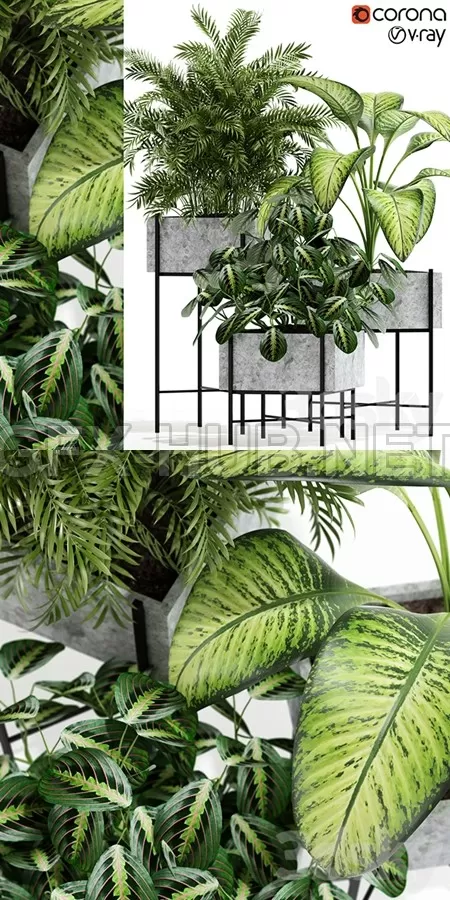 Plants collection 143 Opalo – 5801