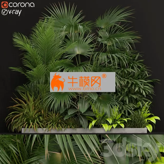 Plants collection 197 – 5804