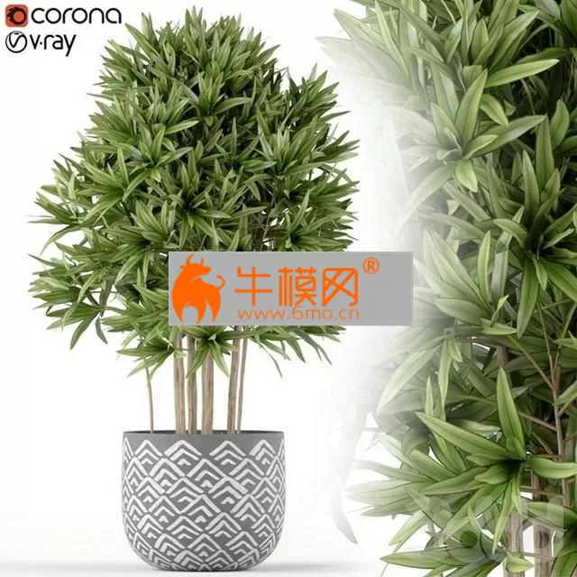 Plants collection 224 – 5806