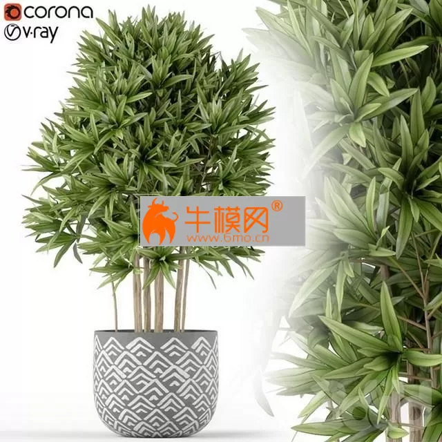 Plants collection 224 (dracaena) – 5807