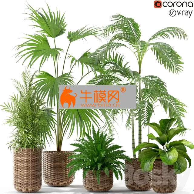 Plants collection 338 – 5809