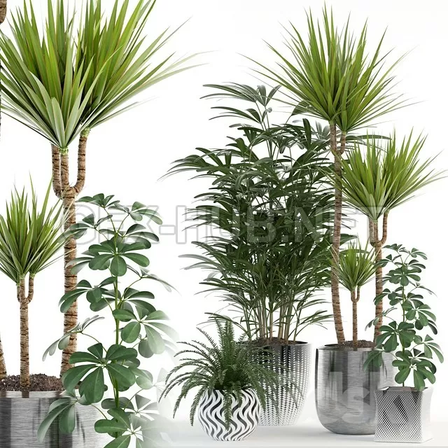 Plants collection 90 – 5816