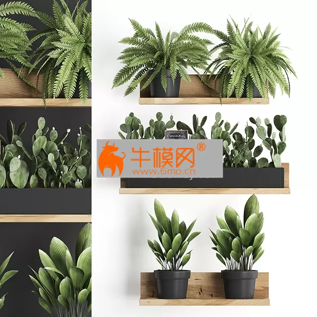 PLANTS SET 06112019 – 5821