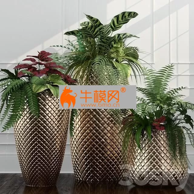 Room plants 11 – 5834