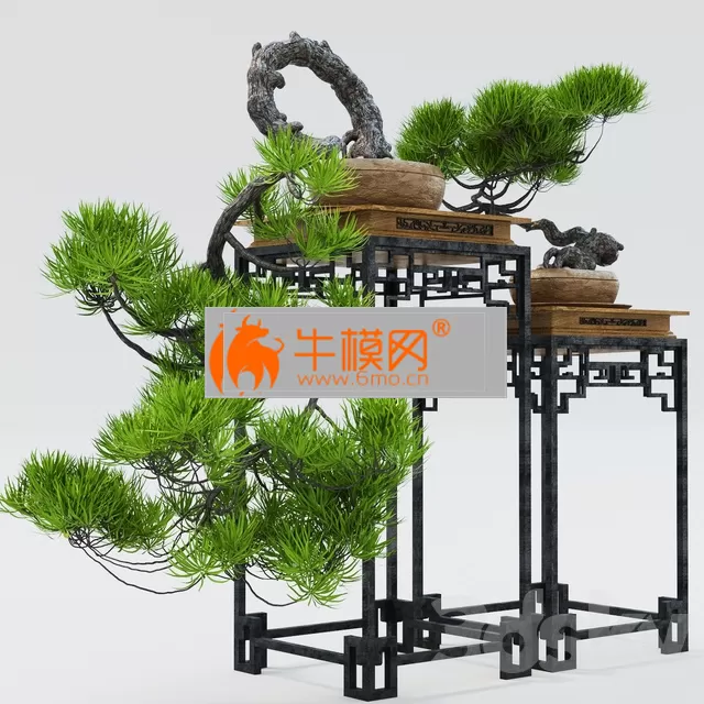 Semi Bonsai – 5836