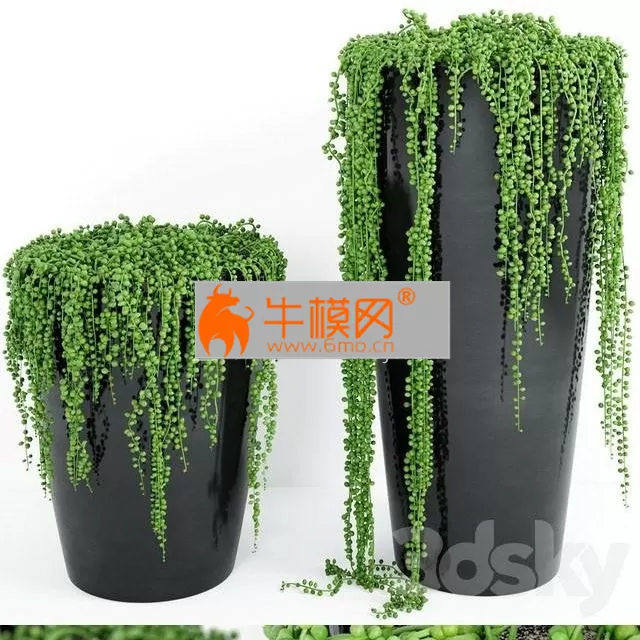 String Of Pearls Plant 4 – 5839