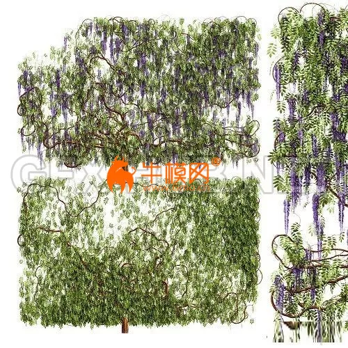 Wisteria plant 3D model – 5842