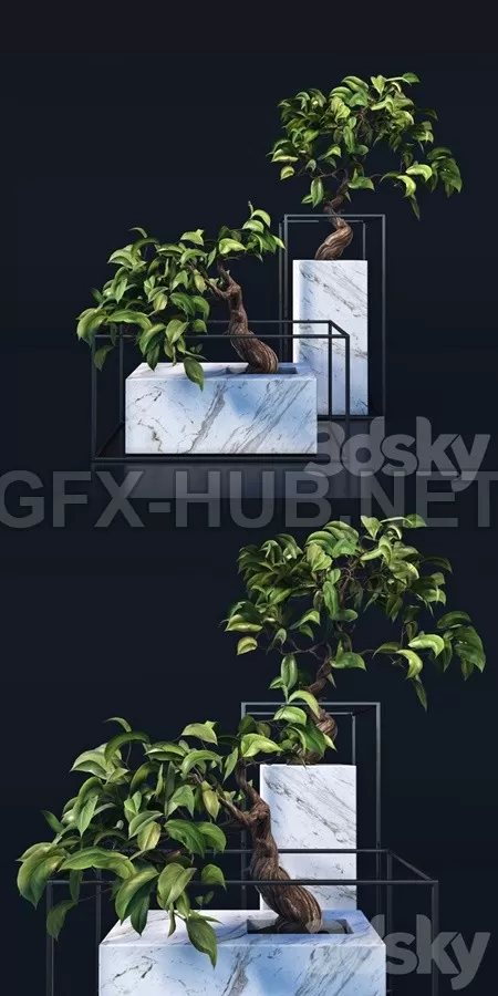 Bonsai Tree – 6521