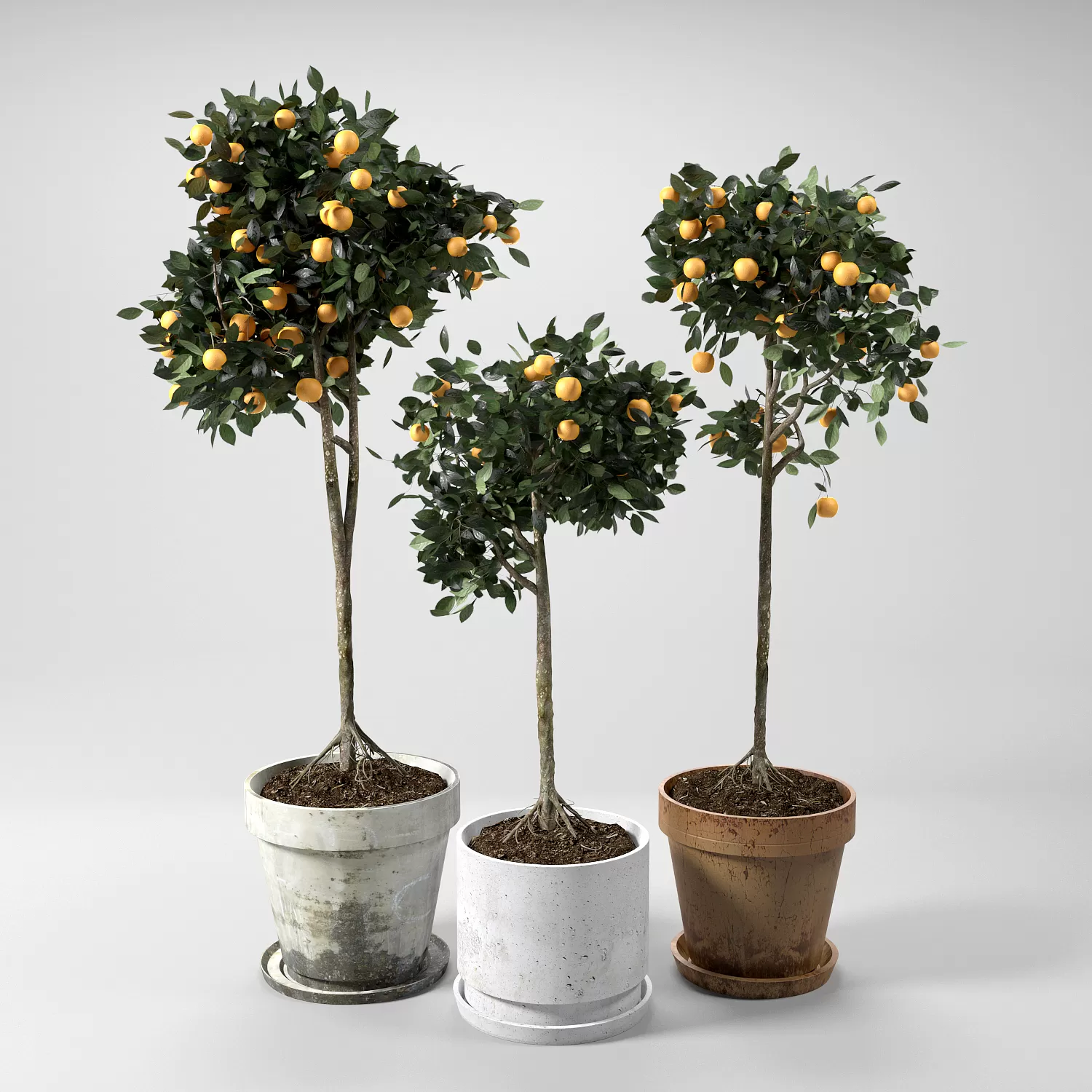 Orange Trees set 01 – 6545