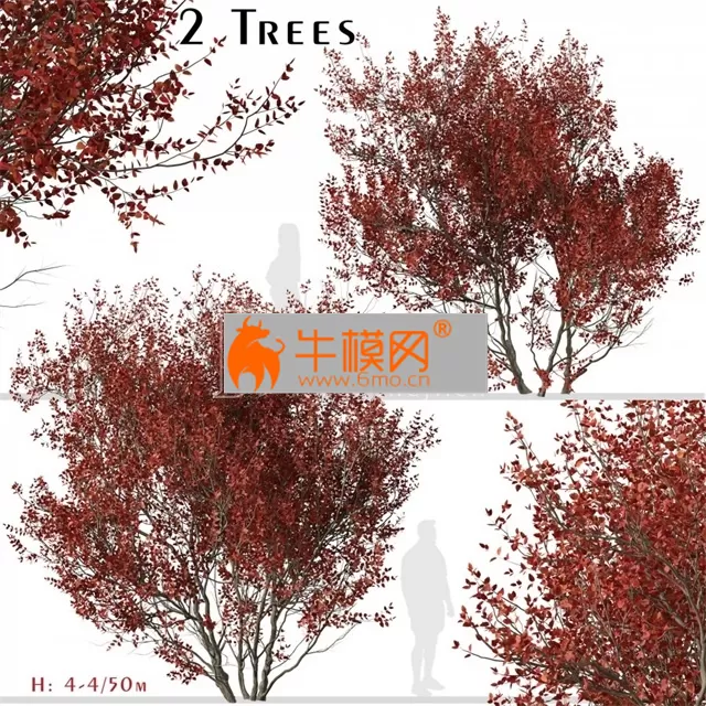 Set Of Cotinus Grace Trees – 6556