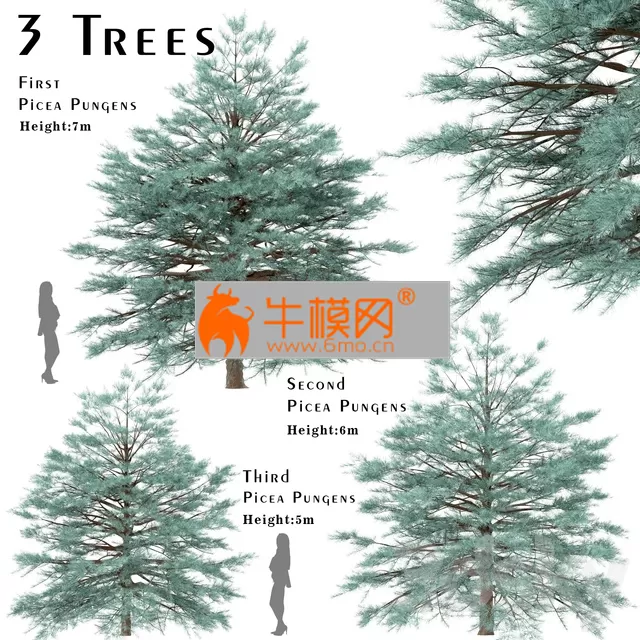 Set of Picea Pungens Trees (Blue spruce) (3 Trees) – 6558
