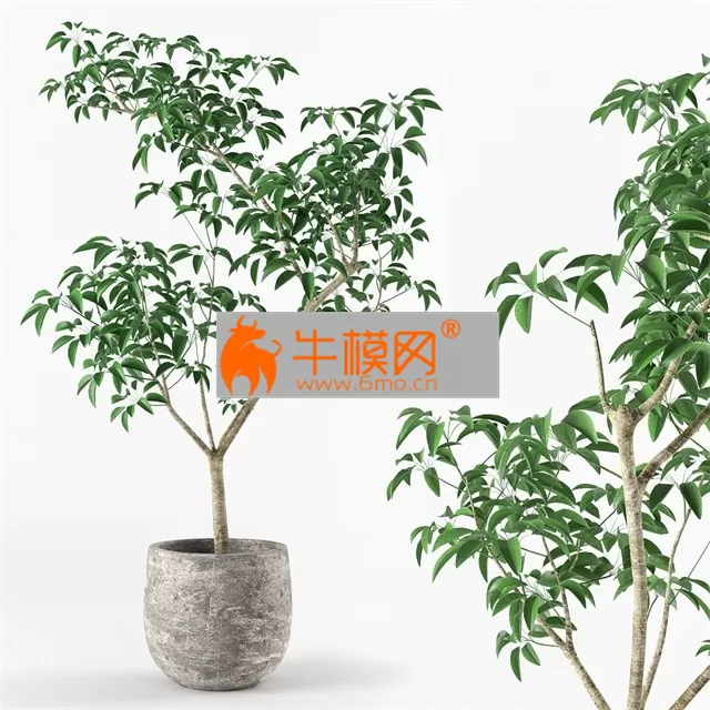 Small tree in pot – 6559