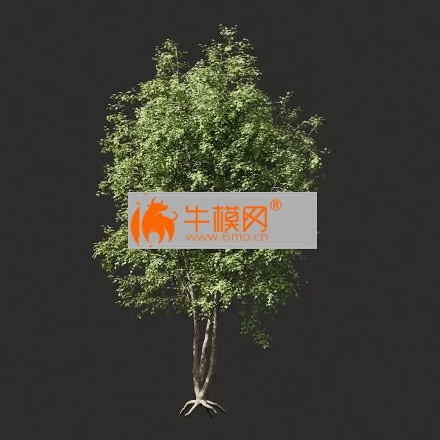 Summer tree 03 – 6561