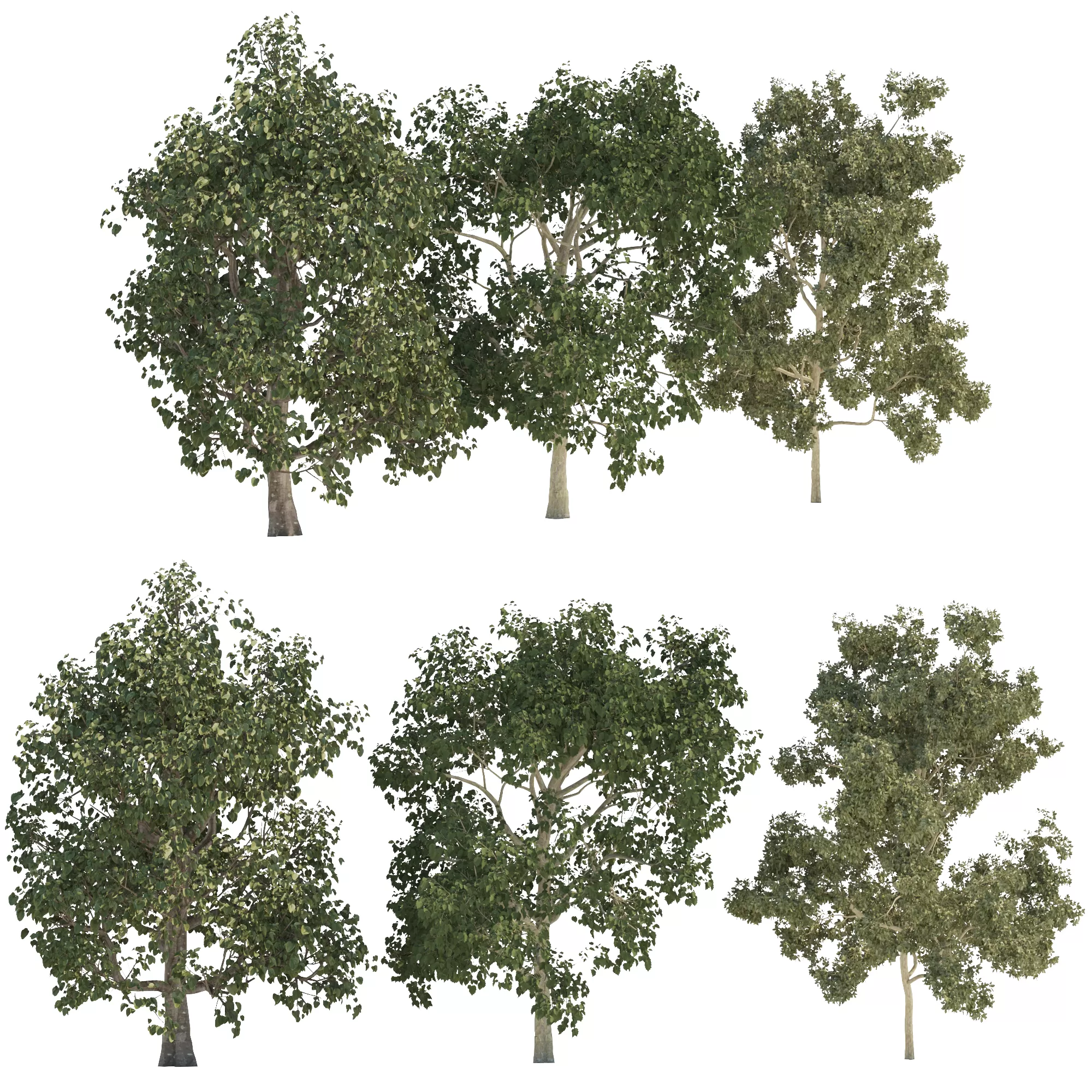Three trees with height 6000 mm – 6567