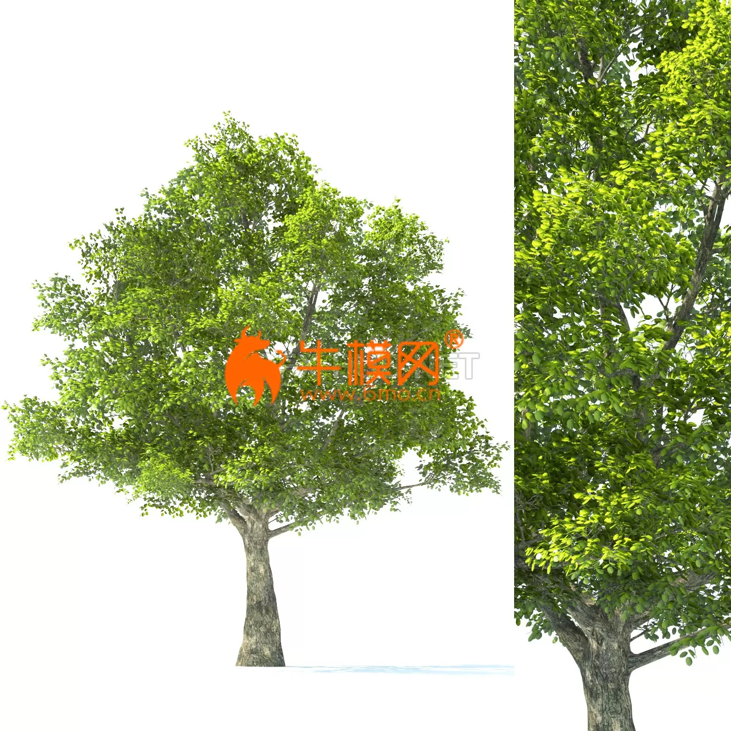 Tilia Tree – 10m Height – Tree Set 01 – 6568