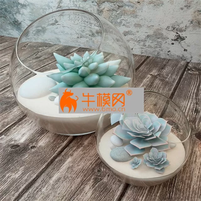 2 species of succulents in glass vases – 6614