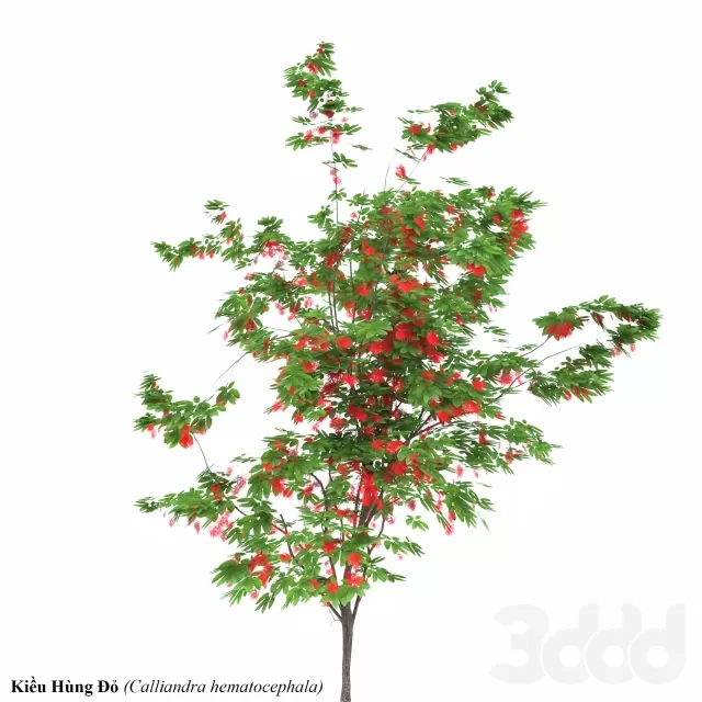 Calliandra emarginata – 209231